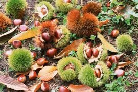 Các loại hạt tốt cho sức khỏe