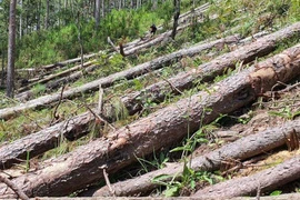 Chất lượng rừng quan trọng hơn diện tích