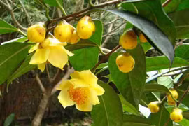 Trà hoa vàng là cây thuốc quý