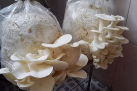  Trồng nấm trong nhà phố