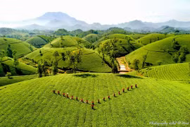 Say đắm miền trung du