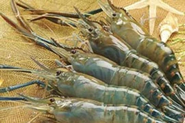 Dinh dưỡng học đường: Khoáng chất quan trọng đối với trẻ