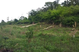 Đắk Nông: Lạ lùng chuyện cứ quản lý là rừng lại bị xâm chiếm 