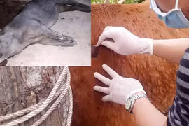 Lợn chết la liệt, bò nổi u cục khắp nơi ở Nghệ An