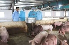 Chính phủ ban hành chính sách hỗ trợ phòng, chống bệnh dịch tả lợn châu Phi