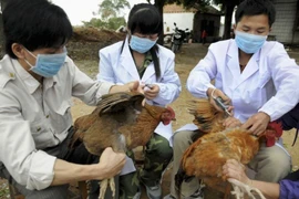 Các địa phương chủ động phòng chống cúm gia cầm A/H5N8