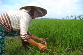 Vỏ cây sui diệt ốc bươu vàng
