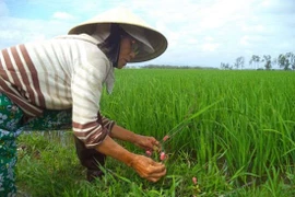 Vỏ cây sui diệt ốc bươu vàng