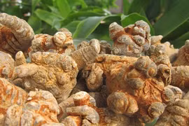 Danh mục dược liệu quý hiếm