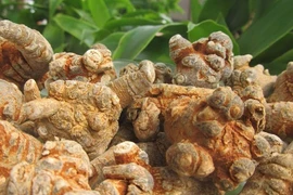 Danh mục dược liệu quý hiếm