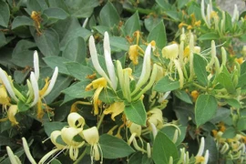 Bài thuốc phòng chống bệnh sốt phát ban