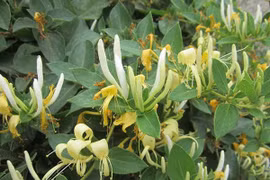 Bài thuốc phòng chống bệnh sốt phát ban