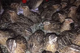 Ăn chim cút có lo ngại lây nhiễm Covid-19?