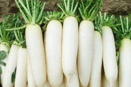 Củ cải có tác dụng bổ phế.