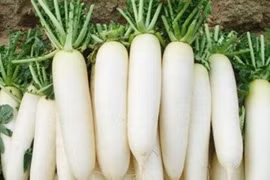 Củ cải có tác dụng bổ phế.