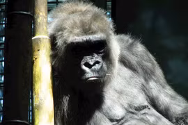 SARS-CoV-2 có thể lây nhiễm từ người sang động vật và ngược lại