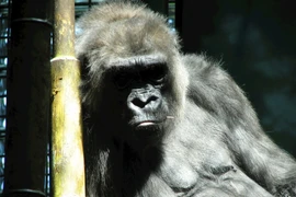 SARS-CoV-2 có thể lây nhiễm từ người sang động vật và ngược lại