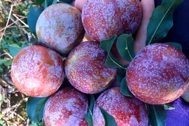 Mận Mộc Châu 200.000 một kg vẫn 'cháy' hàng