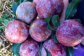 Mận Mộc Châu 200.000 một kg vẫn 'cháy' hàng