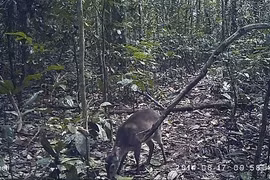 Dùng bẫy ảnh phát hiện động vật hoang dã