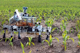 Robot nhỏ chăm sóc cây trồng theo hướng bầy đàn