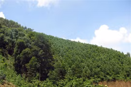 Quảng Nam: Phấn đấu giảm hơn 14 triệu tấn CO2 từ rừng vào năm 2030