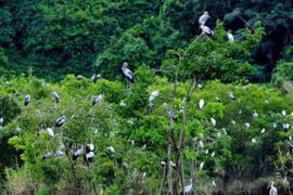 6 giải pháp bảo vệ chim hoang dã, chim di cư