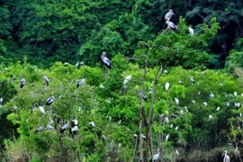 6 giải pháp bảo vệ chim hoang dã, chim di cư