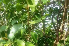 Ðông y trị bệnh liệt run