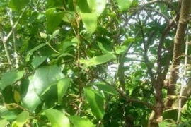 Ðông y trị bệnh liệt run