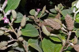 Các cây thuốc nam chữa xơ gan