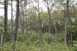 Dưới rừng thông, nhiều cây keo được trồng xen lẫn.