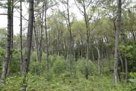 Dưới rừng thông, nhiều cây keo được trồng xen lẫn.