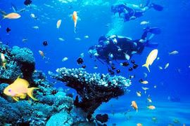 Từ ngày 27/6, TP Nha Trang dừng hoạt động lặn biển ngắm san hô.