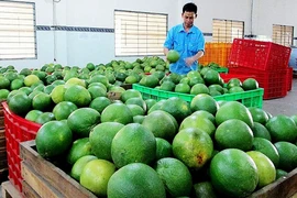 Quản bưởi Việt Nam đã được xuất khẩu sang Chile.