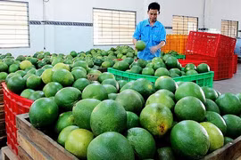 Quản bưởi Việt Nam đã được xuất khẩu sang Chile.