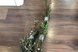  Xử lý cành đào sau Tết