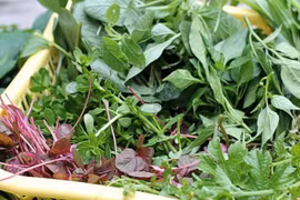 Phòng trị say nắng mùa hè