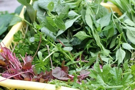 Phòng trị say nắng mùa hè