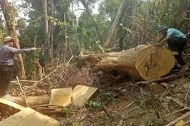 Phát hiện một vụ phá rừng quy mô lớn ở Đắk Lắk