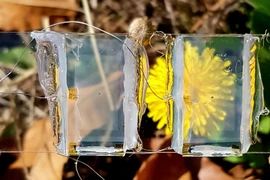 Pin mặt trời trong suốt