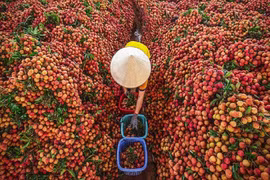 Đề nghị cho phép ưu tiên lưu thông vận chuyển vải thiều từ Bắc Giang