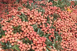 Văn phòng Chính phủ đề nghị hỗ trợ tiêu thụ nông sản Bắc Giang