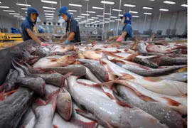 Căng thẳng thương mại Mỹ - Trung mang đến cơ hội cho cá tra Việt Nam