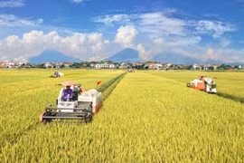 Trước ngày 31/12/2023, giải thể dứt điểm các hợp tác xã không còn hoạt động.