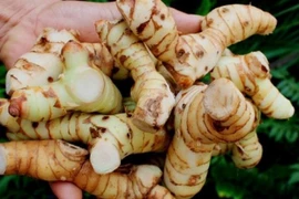 Củ riềng chữa lang ben