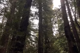 Lần đầu tiên đo được sinh khối của những cây lớn nhất thế giới 