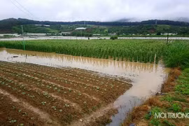 Lâm Đồng: Thủy điện xả lũ, hàng trăm hecta hoa màu chìm trong nước