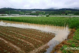 Lâm Đồng: Thủy điện xả lũ, hàng trăm hecta hoa màu chìm trong nước