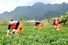  Ba chương trình mục tiêu quốc gia được phân bổ 92.000 tỷ đồng 